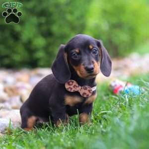 Bryce, Dachshund Puppy